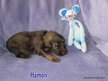 Hamon, grauwe Oudduitse Herder reu van 2 weken oud